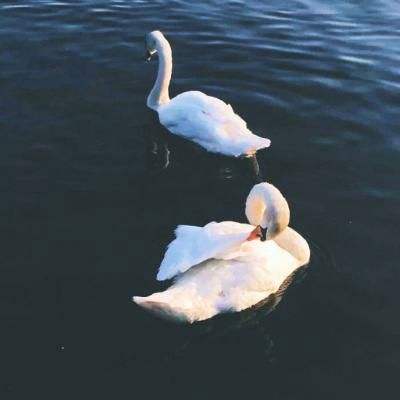 乐鱼APP下载手机版