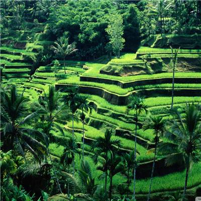 真人斗牛牛最新版app下载