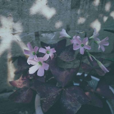 yabo888vipapp下载截图