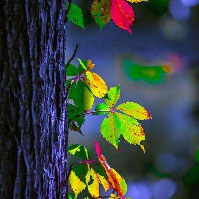 皇冠welcome下载app下载